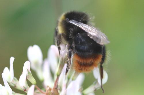 Réf. 271 437 : Bombus lapidarius